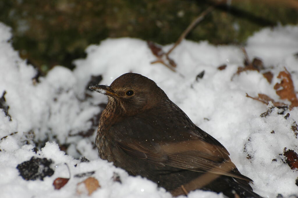 Common Blackbird female immature