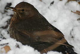 Common Blackbird