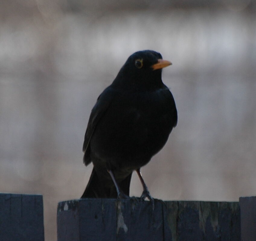 Common Blackbird male adult