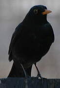 Common Blackbird