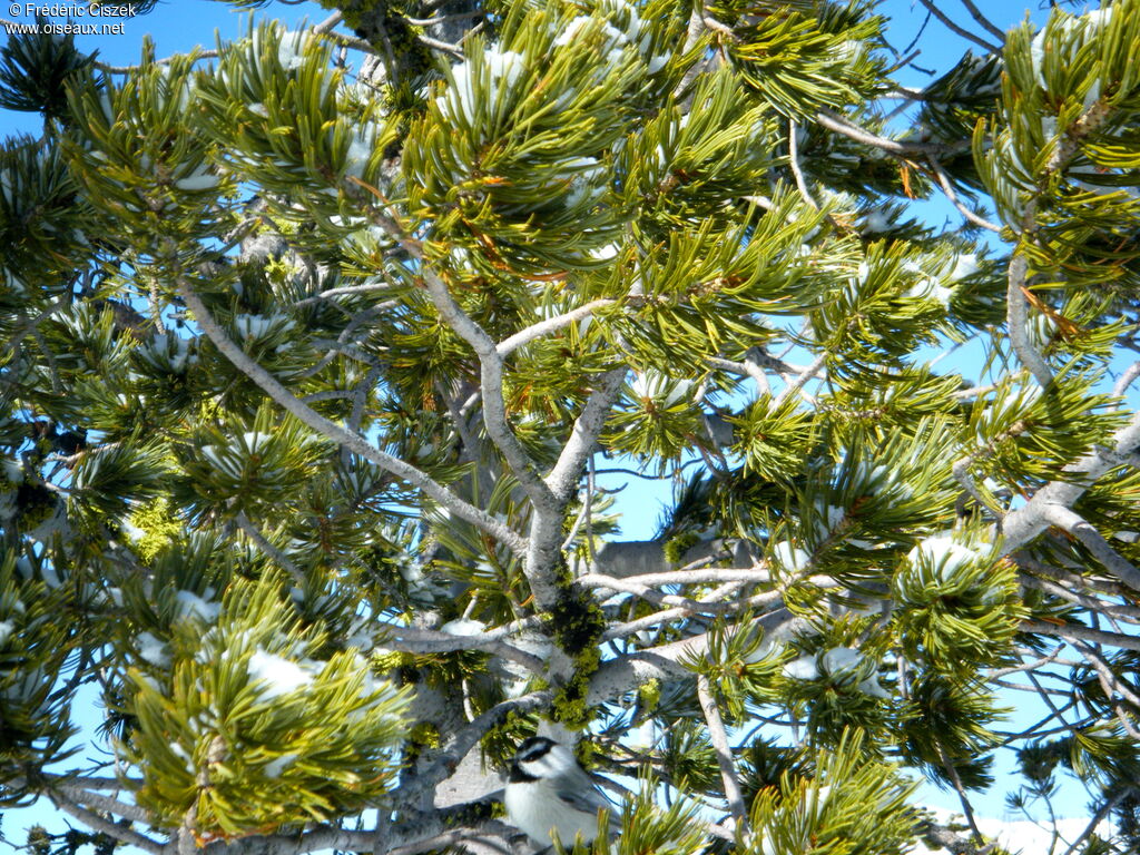 Mésange de Gambel, chant