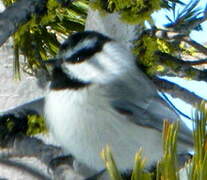 Mountain Chickadee