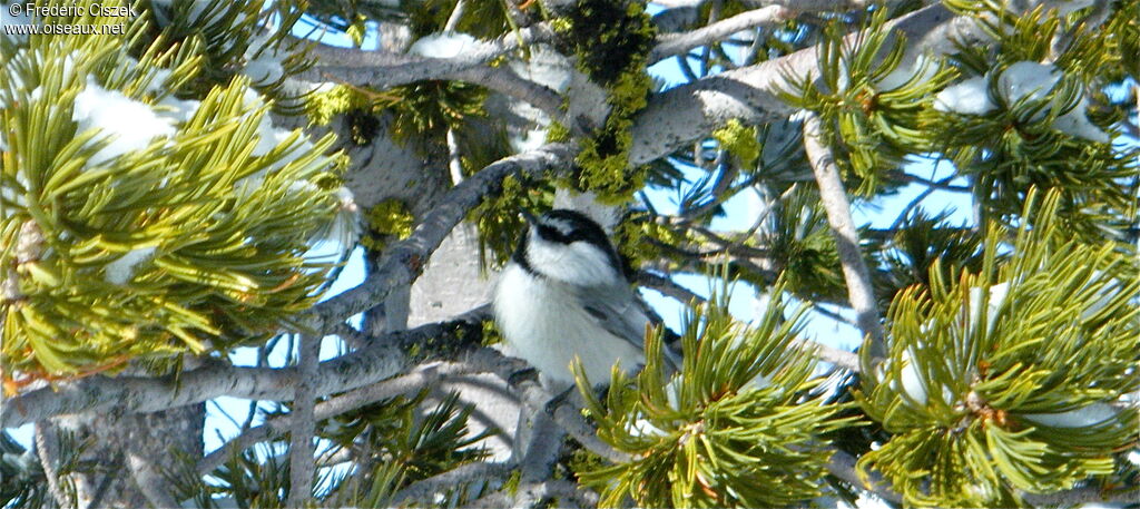 Mésange de Gambel, chant