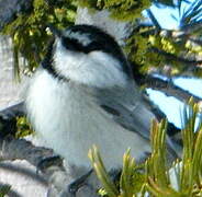 Mountain Chickadee