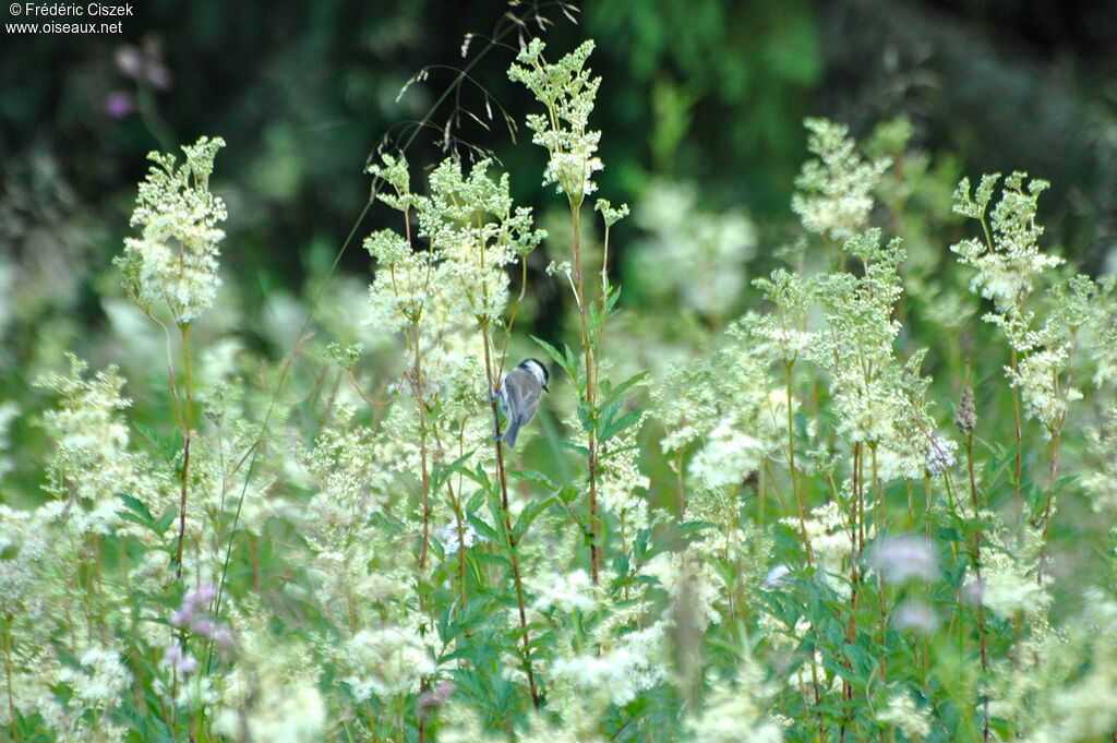 Mésange nonnette