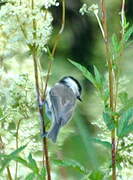 Marsh Tit