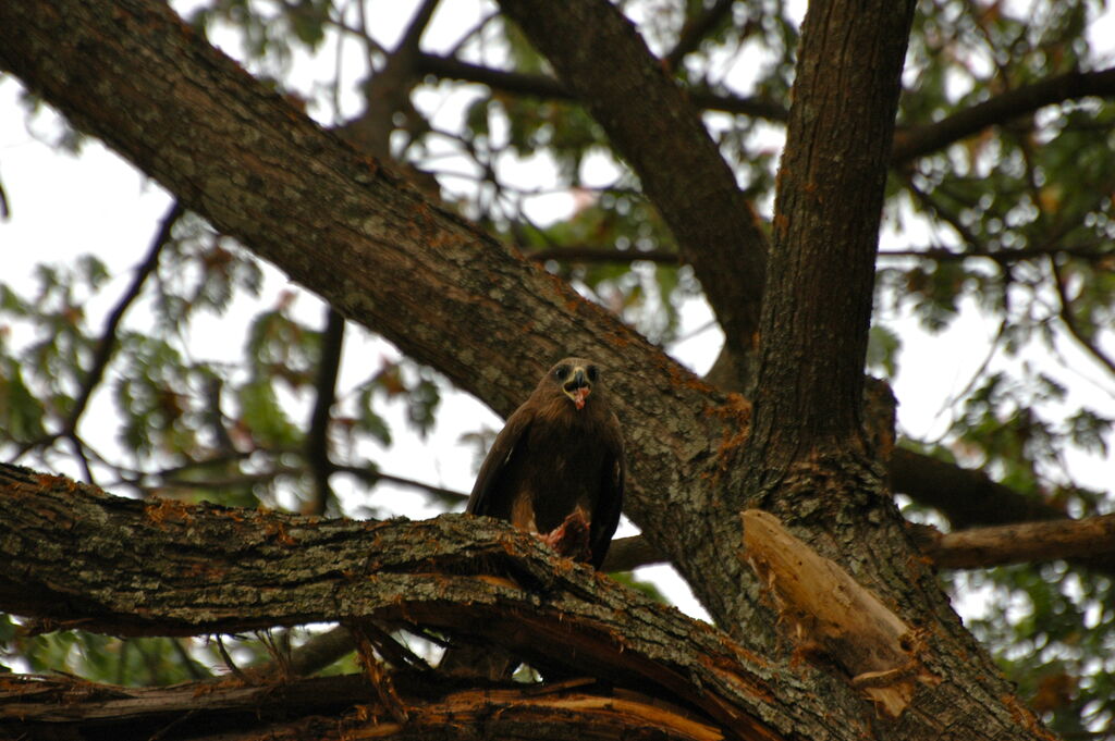 Black Kite (govinda)