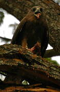 Black Kite (govinda)