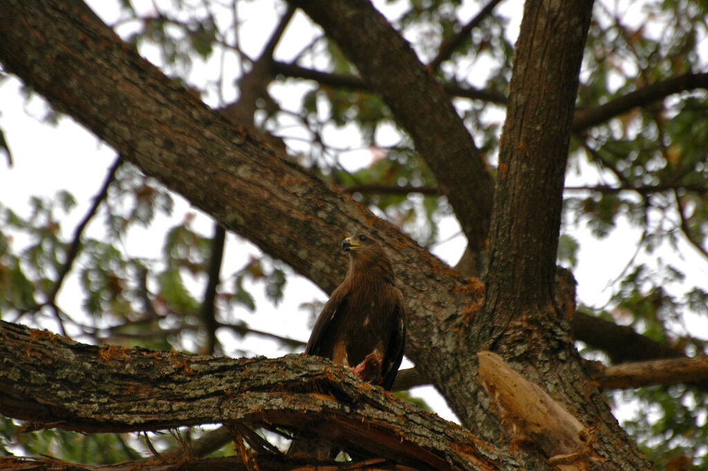 Black Kite (govinda)