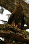 Black Kite (govinda)