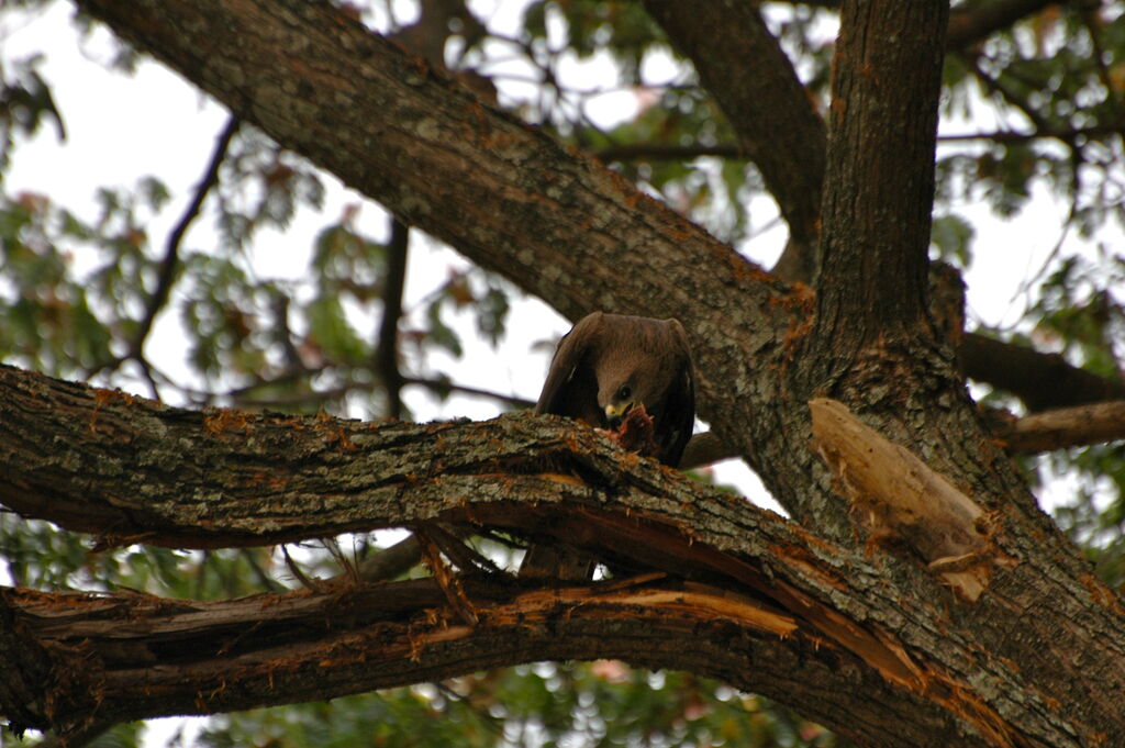 Black Kite (govinda)