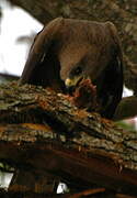 Black Kite (govinda)