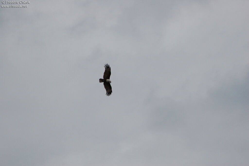 Brahminy Kiteadult