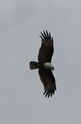 Brahminy Kite