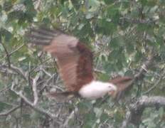 Brahminy Kite