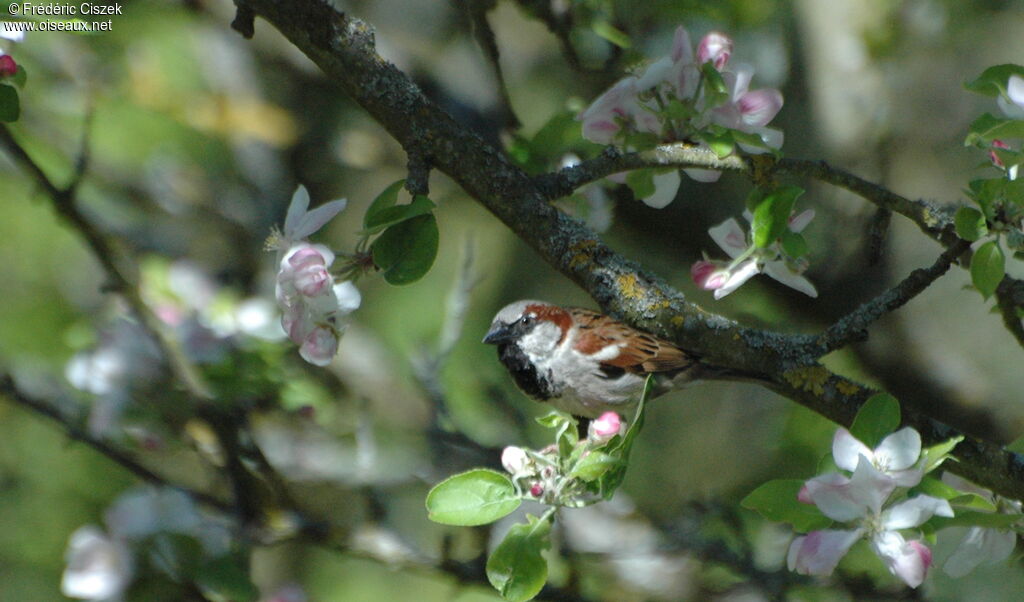 House Sparrow