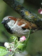 House Sparrow