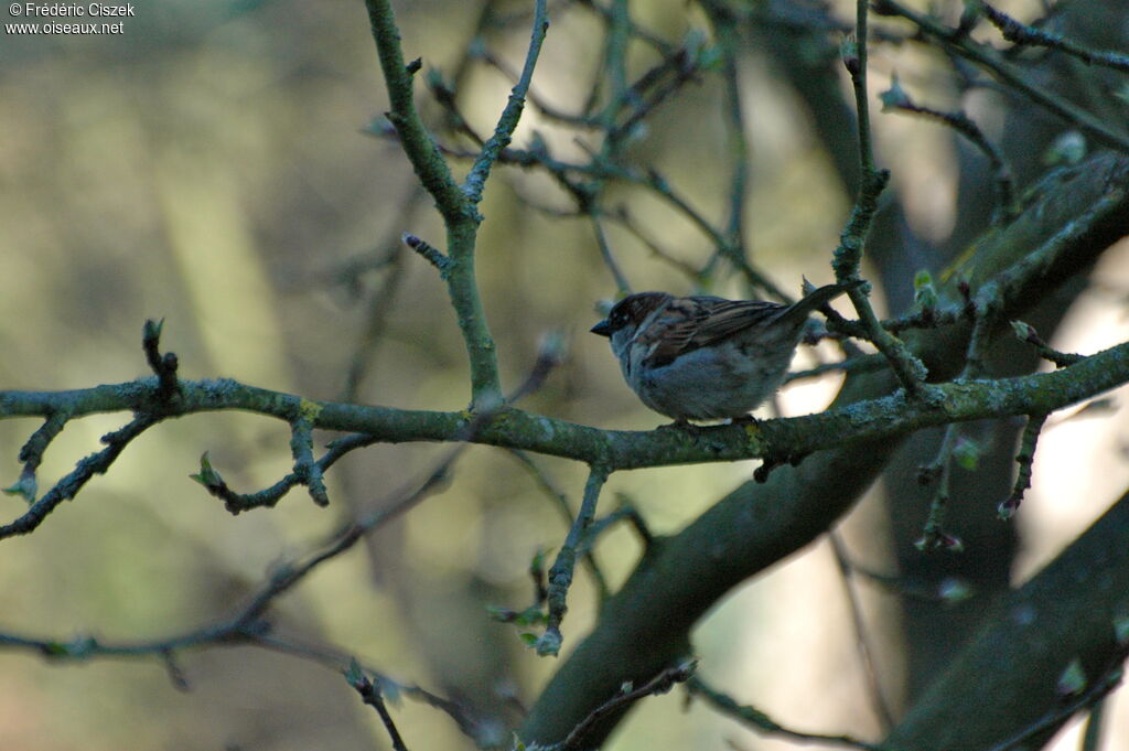 House Sparrow