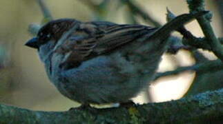 Moineau domestique