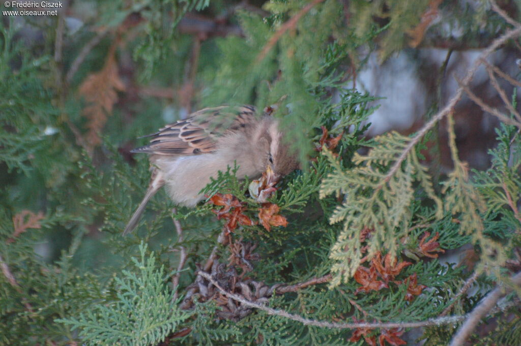 Moineau domestiqueadulte, régime