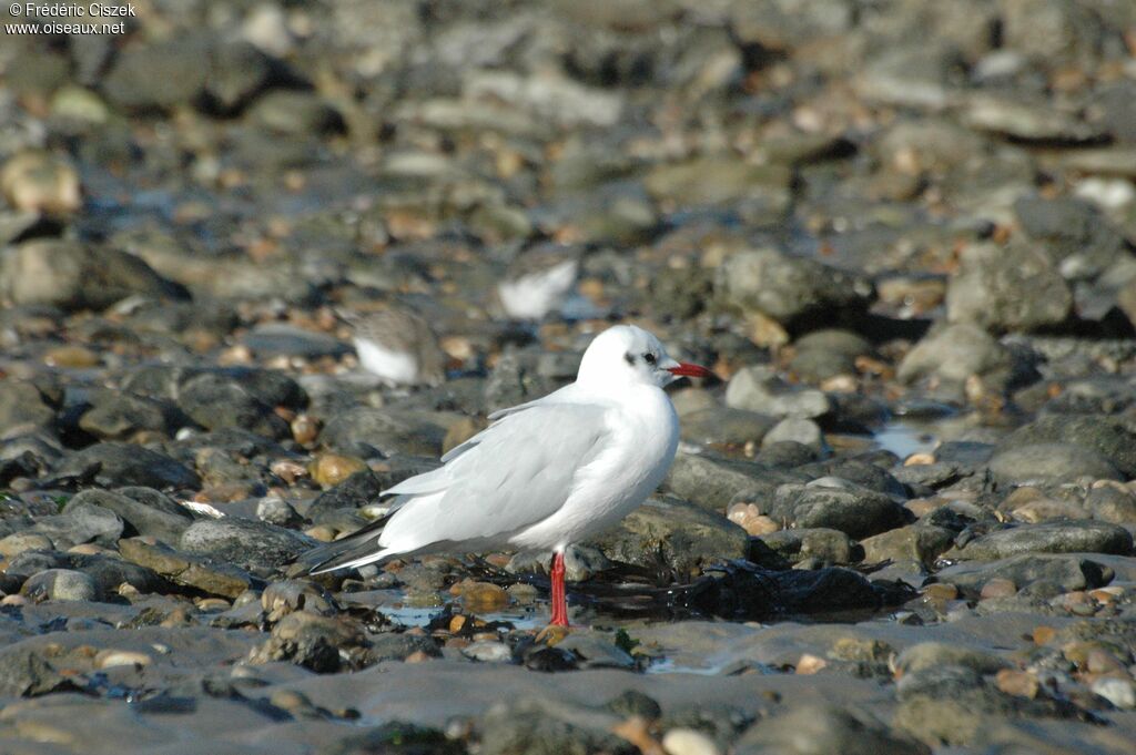 Black-headed Gulladult post breeding