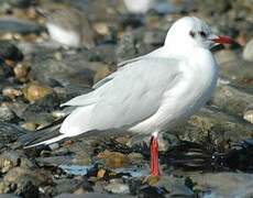 Black-headed Gull