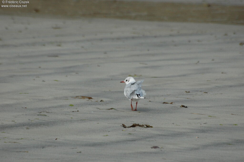 Black-headed Gulladult post breeding