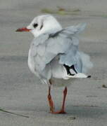 Black-headed Gull