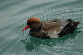 Red-crested Pochard