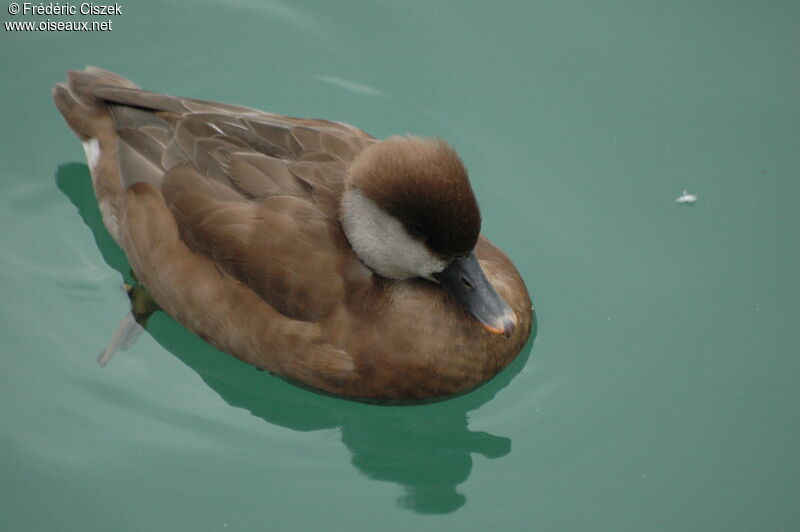 Red-crested Pochard female adult, identification, swimming