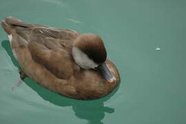 Red-crested Pochard