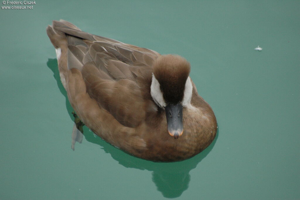 Red-crested Pochard female adult, identification, swimming