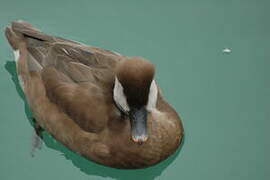 Red-crested Pochard