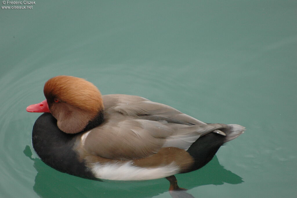 Red-crested Pochard male adult, identification, swimming