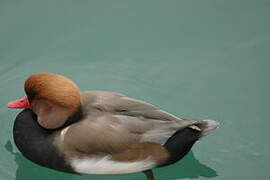 Red-crested Pochard