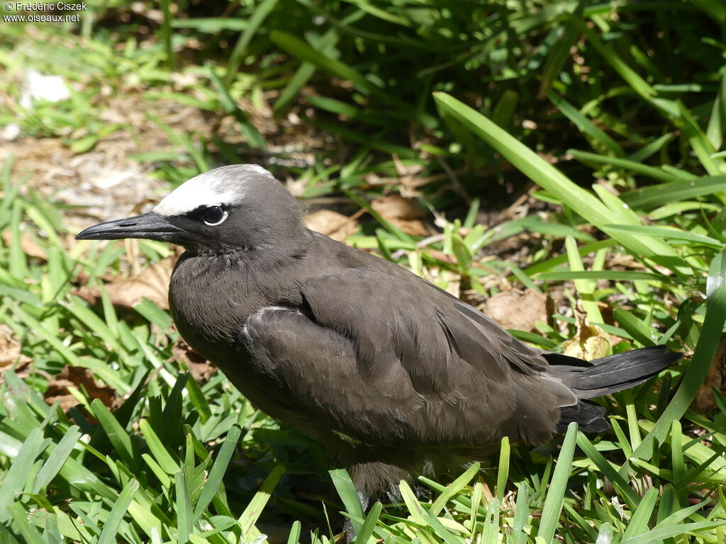 Brown Noddy