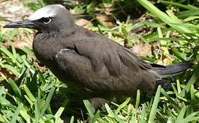 Brown Noddy