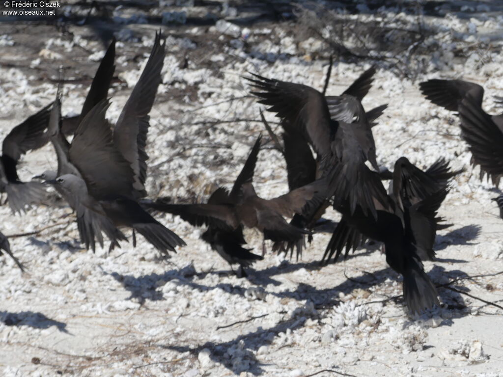 Brown Noddy, Flight