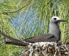 Lesser Noddy