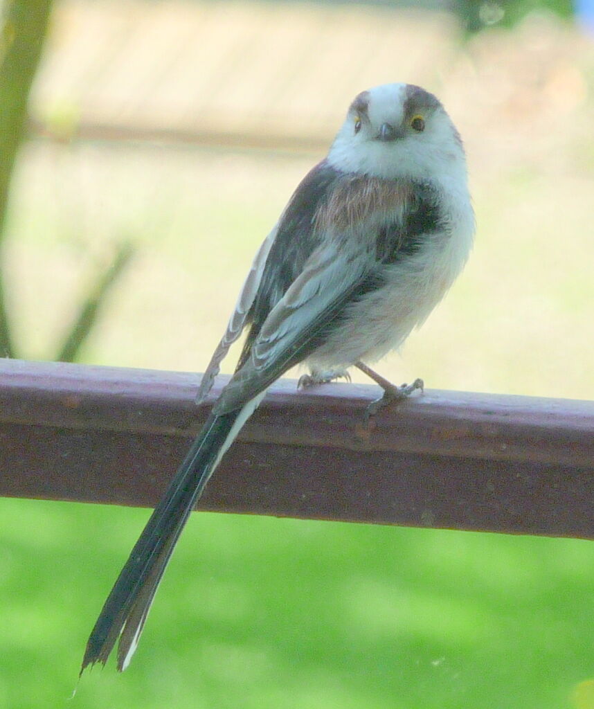 Long-tailed Titadult, identification