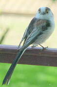 Long-tailed Tit