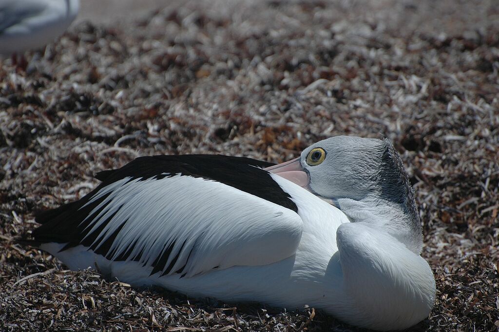 Australian Pelican