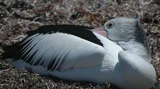 Australian Pelican