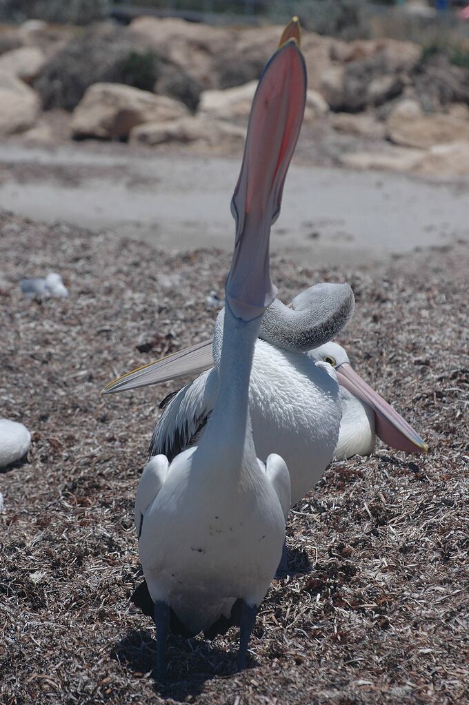 Australian Pelican