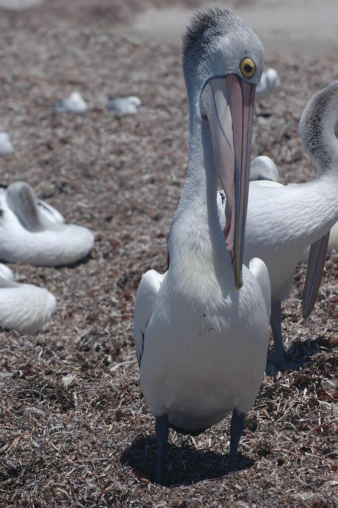 Australian Pelican