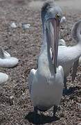 Australian Pelican