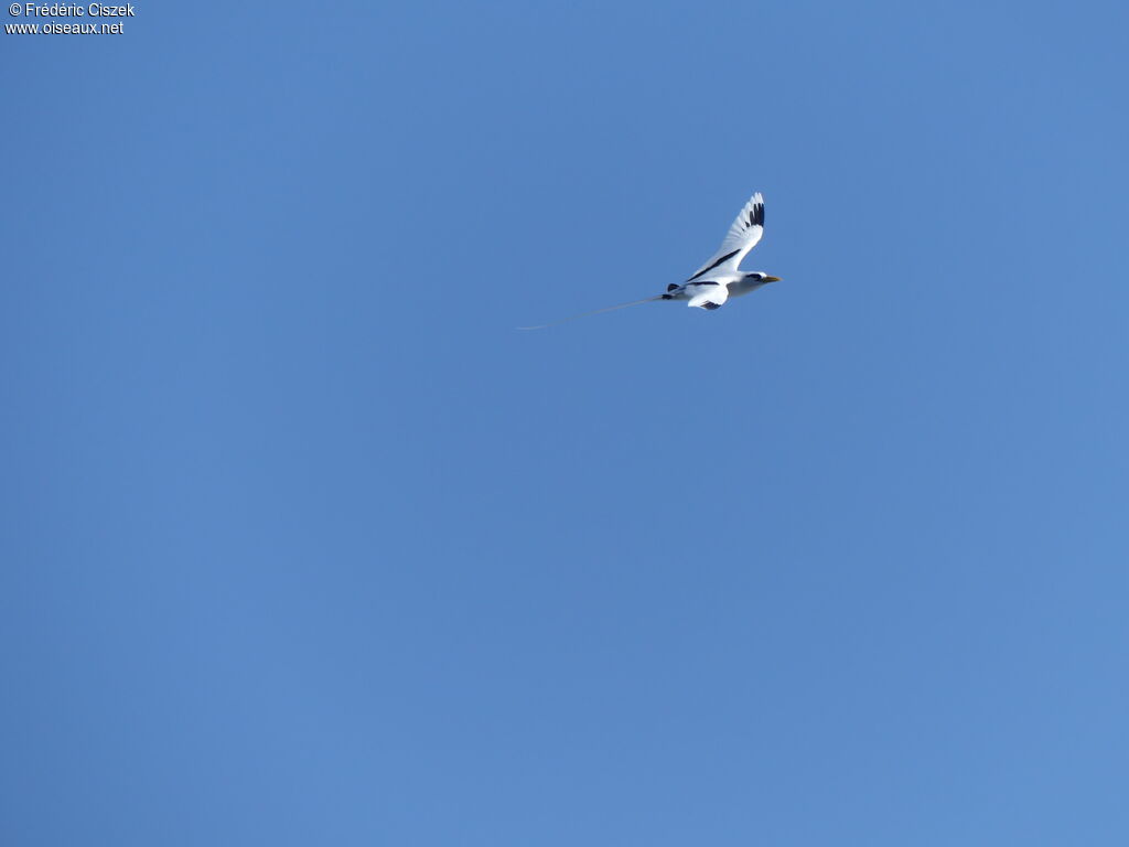 White-tailed Tropicbird, Flight