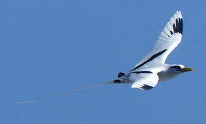 White-tailed Tropicbird