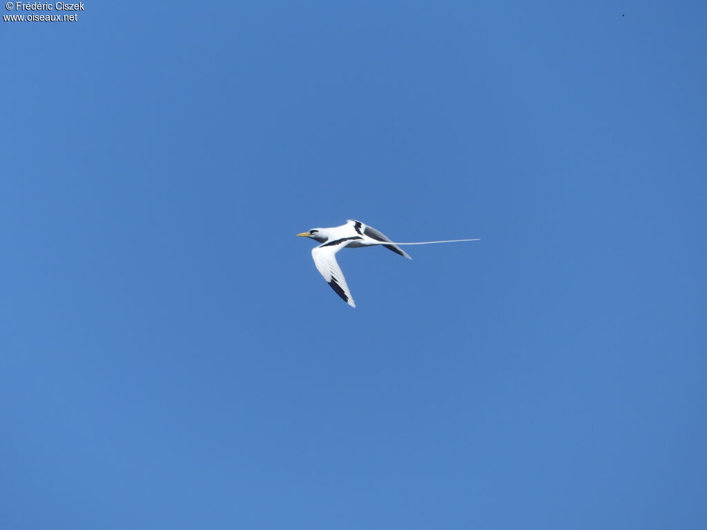 White-tailed Tropicbird, Flight