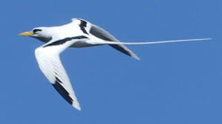 White-tailed Tropicbird